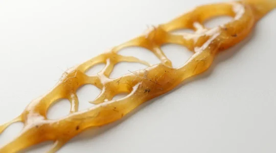 Gros plan artistique sur une oreille humaine illustrant la santé auditive et la prévention